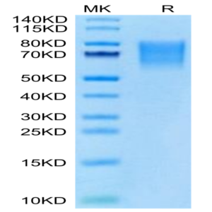 Cynomolgus BSPII Protein (BSP-CM101)