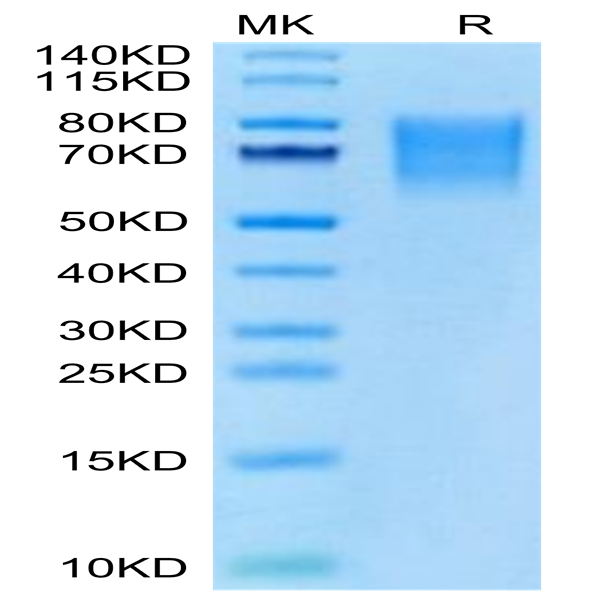 Cynomolgus BSPII Protein (BSP-CM101)