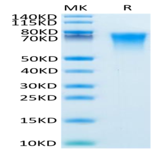 Mouse BSPII Protein (BSP-MM101)