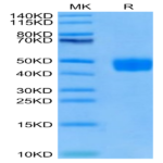 Cynomolgus BST1 Protein (BST-CM101)