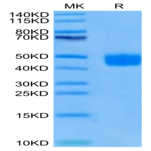 Cynomolgus BST1 Protein (BST-CM101)