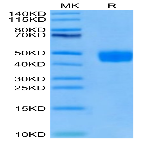 Cynomolgus BST1 Protein (BST-CM101)