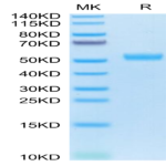 Human BST2 Protein (BST-HM202)