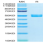 Mouse BST2 Protein (BST-MM202)