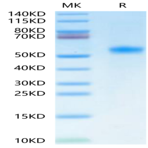 Human Betacellulin Protein (BTC-HM201)