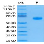 Human BTLA Protein (BTL-HM201)
