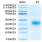 Biotinylated Human BTLA Protein (BTL-HM401B)