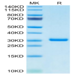 Cynomolgus BTN3A1/CD277 Protein (BTN-CM4A1)