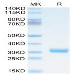 Biotinylated Cynomolgus BTN3A1/CD277 Protein (BTN-CM4A1B)