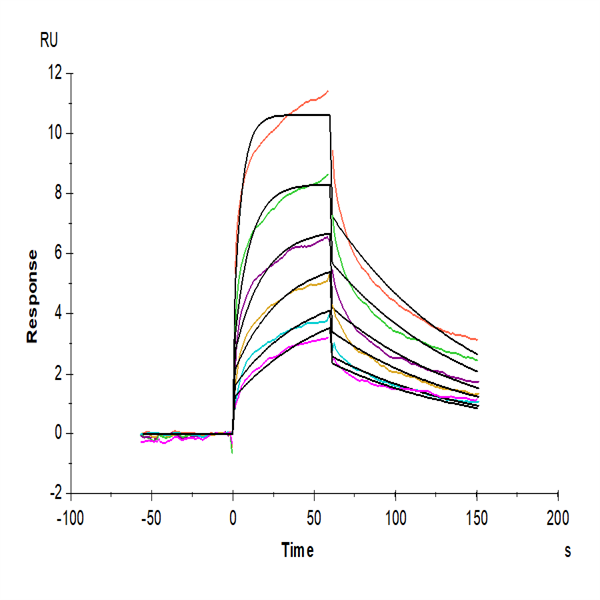 Human BTN2A1 Protein (BTN-HM12A) Human BTN2A1 Protein (BTN-HM12A)