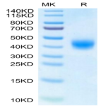 Human BTN2A1 Protein (BTN-HM12A)