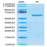 Human BTN3A1/CD277 Protein (BTN-HM2A3)