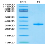 Biotinylated Human BTN3A1/CD277 Protein (BTN-HM4A3B)