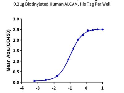 Biotinylated Human ALCAM/CD166 Protein , ALC-HM401B Ushelf
