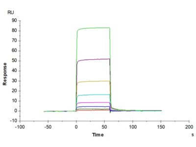 Biotinylated Human ANGPT2/Angiopoietin-2 Protein , APN-HM401B Ushelf