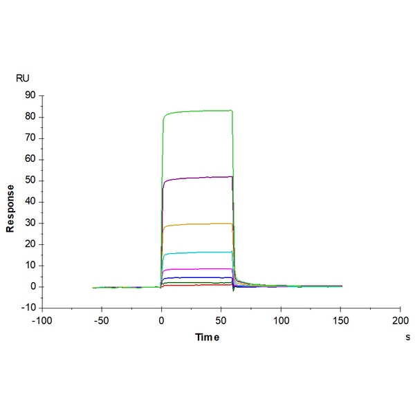 Biotinylated Human ANGPT2Angiopoietin-2 Protein , APN-HM401B Biotinylated Human ANGPT2/Angiopoietin-2 Protein , APN-HM401B Ushelf