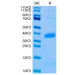 Biotinylated Human APOE3Apolipoprotein E Protein (Primary Amine Labeling) , APO-HM101B