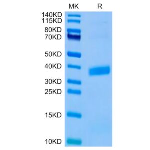 Biotinylated Human APOE3/Apolipoprotein E Protein (Primary Amine Labeling) , APO-HM101B Ushelf