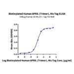 Biotinylated Human APRILTNFSF13 Trimer Protein , APR-HM410B