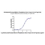 Biotinylated Human Alkaline Phosphatase (Germ type) ALPG Protein , APE-HM403B