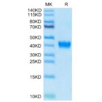 Biotinylated Mouse APLN Protein , APN-MM501B