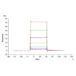 Biotinylated Mouse BCMATNFRSF17 Protein , BCM-MM417B