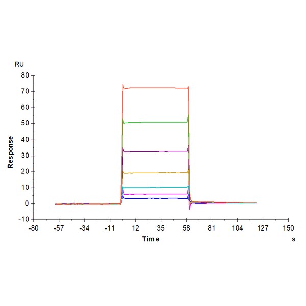Biotinylated Mouse BCMA/TNFRSF17 Protein , BCM-MM417B Ushelf