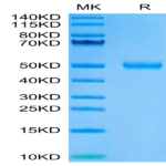 Human CYTL1/C17 Protein (C17-HM217)