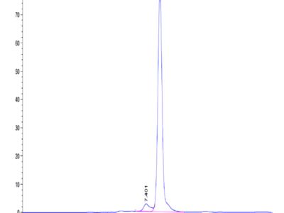 Mouse CA9/Carbonic Anhydrase IX Protein (CA9-MM101)