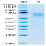 Human CADM1/IGSF4A Protein (CAD-HM101)