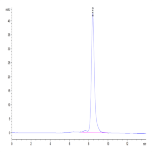 Mouse CALCA/CGRP Protein (CAL-MM201)