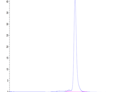 Mouse CALCA/CGRP Protein (CAL-MM201)