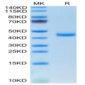 Mouse CALCA/CGRP Protein (CAL-MM201)