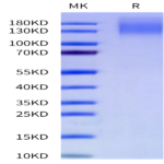 Cynomolgus CEACAM-5/CD66e Protein (CAM-CM105)