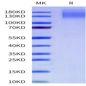Cynomolgus CEACAM-5/CD66e Protein (CAM-CM105)