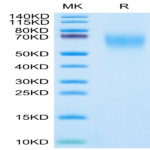 Cynomolgus CEACAM-6/CD66c Protein (CAM-CM106)