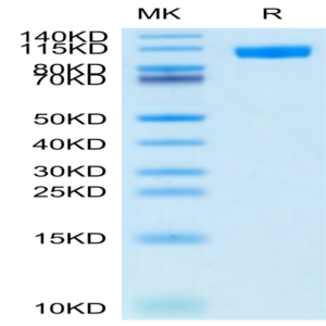 Cynomolgus NCAM-1/CD56 Protein (CAM-CM156)