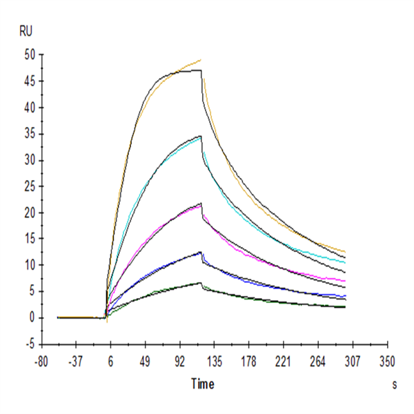Cynomolgus/Rhesus macaque EpCAM/TROP1 Protein (CAM-CM1EP) Cynomolgus/Rhesus macaque EpCAM/TROP1 Protein (CAM-CM1EP)