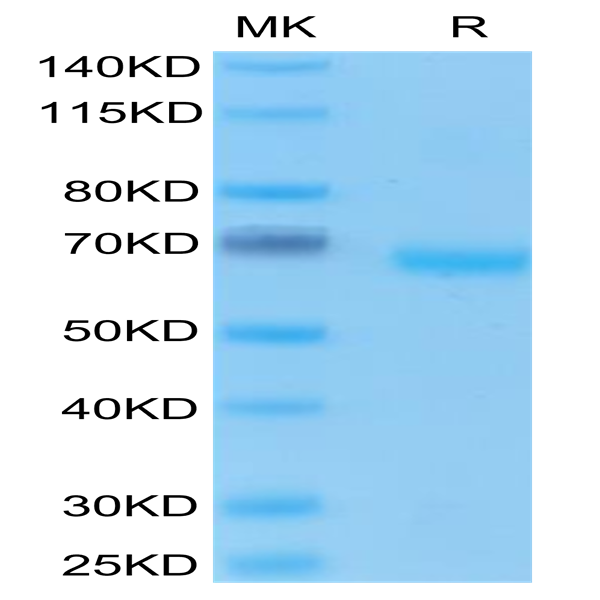 Human EpCAM/TROP1 Protein (CAM-HM2EP)