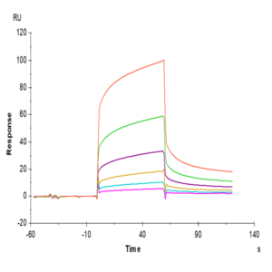 Biotinylated Human CEACAM-6/CD66c Protein (CAM-HM406B)