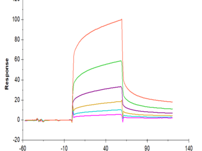 Biotinylated Human CEACAM-6/CD66c Protein (CAM-HM406B)