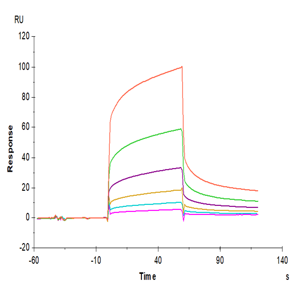 Biotinylated Human CEACAM-6/CD66c Protein (CAM-HM406B)