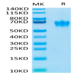Biotinylated Human CEACAM-6/CD66c Protein (CAM-HM406B)
