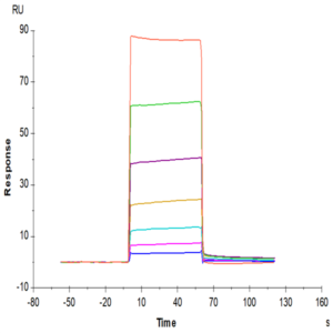 Biotinylated Human CEACAM-8/CD66b Protein (CAM-HM408B)