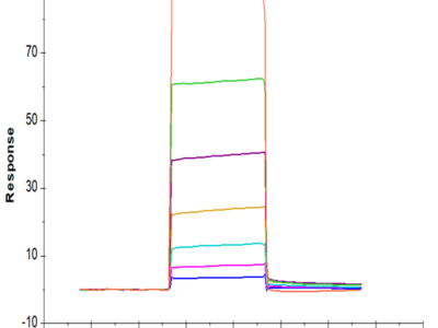 Biotinylated Human CEACAM-8/CD66b Protein (CAM-HM408B)