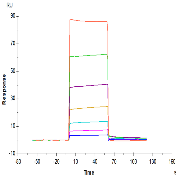 Biotinylated Human CEACAM-8/CD66b Protein (CAM-HM408B)