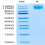 Biotinylated Human CEACAM-5/CD66e Protein (CAM-HM415B)