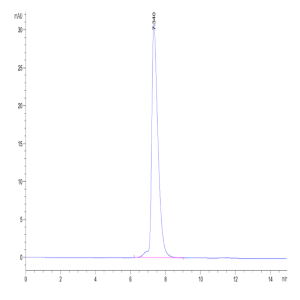 Mouse NCAM-1/CD56 Protein (CAM-MM156) Mouse NCAM-1/CD56 Protein (CAM-MM156)