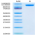 Mouse NCAM-1/CD56 Protein (CAM-MM156)