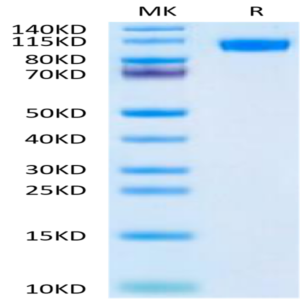 Mouse NCAM-1/CD56 Protein (CAM-MM156)